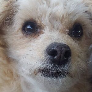 Meet your Posher, Sassilass